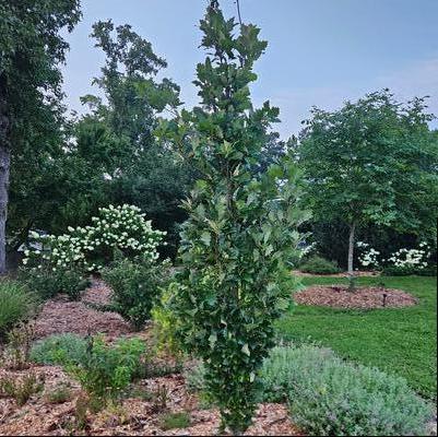 Quercus x warei 'Kindred Spirit®' PP17604