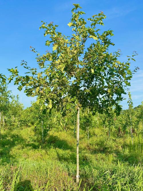 Quercus pagoda 