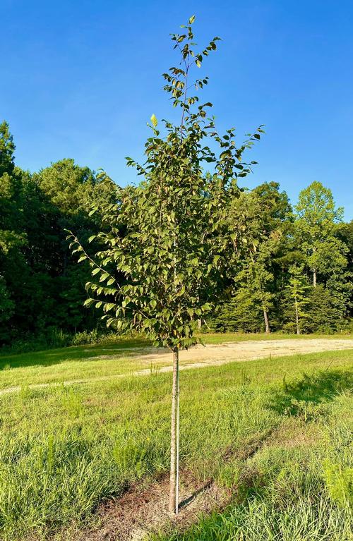 Ostyra virginiana - American Hophornbeam from Taylor's Nursery