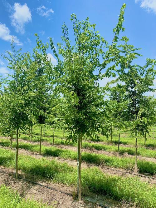 Celtis occidentalis - Hackberry from Taylor's Nursery