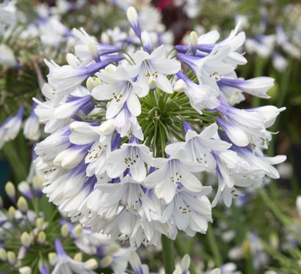 Agapanthus 'Ever Twilight'
