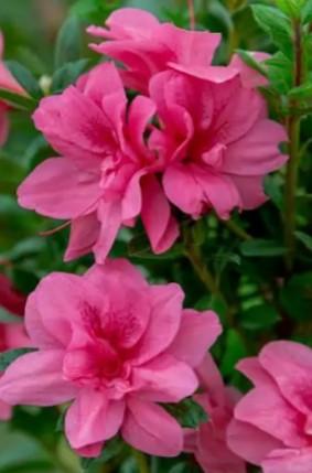 Azalea Encore® Autumn Empress™