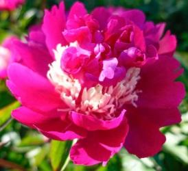 Paeonia lactiflora 'Top Hat'