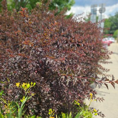 Physocarpus opulifolius 'Diabolo'®️