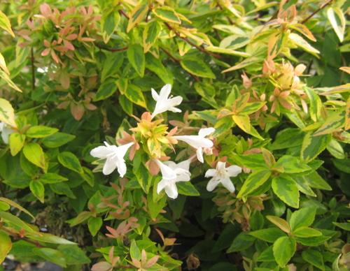 Abelia x grandiflora 'Kaleidoscope' (Kaleidoscope Glossy Abelia)