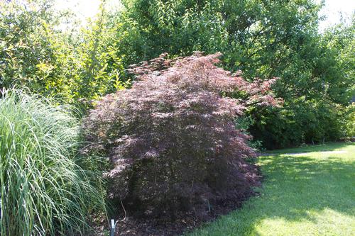 Acer palmatum dissectum 'Tamukeyama' (Tamukeyama Japanese Maple) 