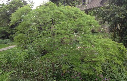 Acer palmatum dissectum 'Viridis' (Green Cutleaf Japanese Maple)