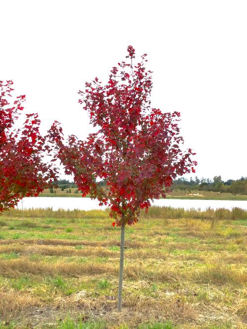 Acer rubrum 'Redpointe' - Redpointe Red Maple from Taylor's Nursery