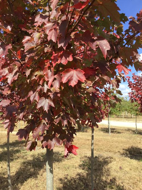 Acer rubrum 'Somerset' - Somerset Maple from Taylor's Nursery