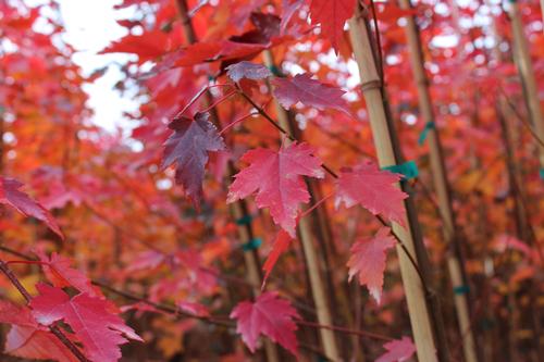 Acer rubrum 'Sun Valley' (Sun Valley Maple)