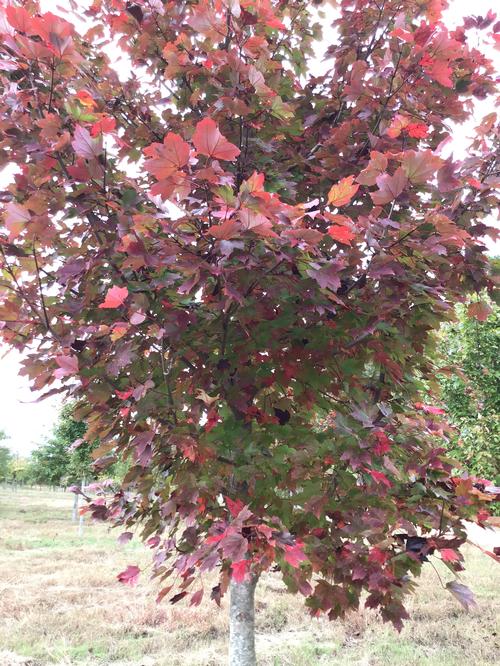 Acer rubrum 'October Glory' (October Glory Maple) 