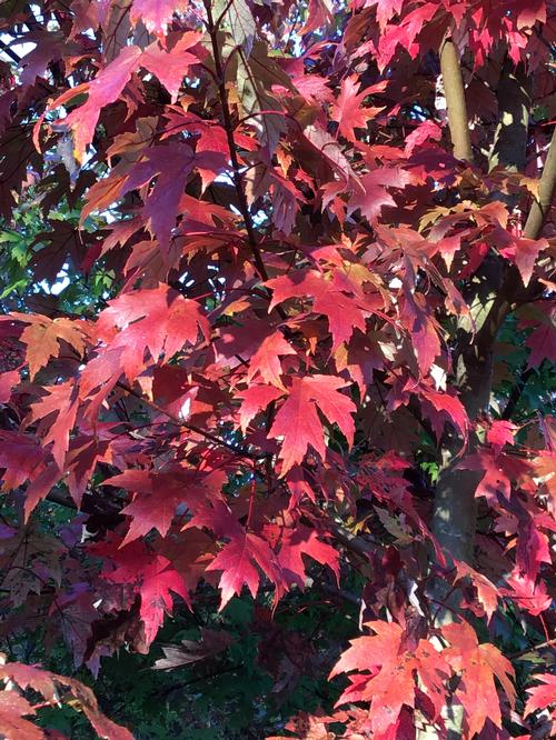 Acer x freemanii 'Autumn Blaze' (Autumn Blaze Maple) 