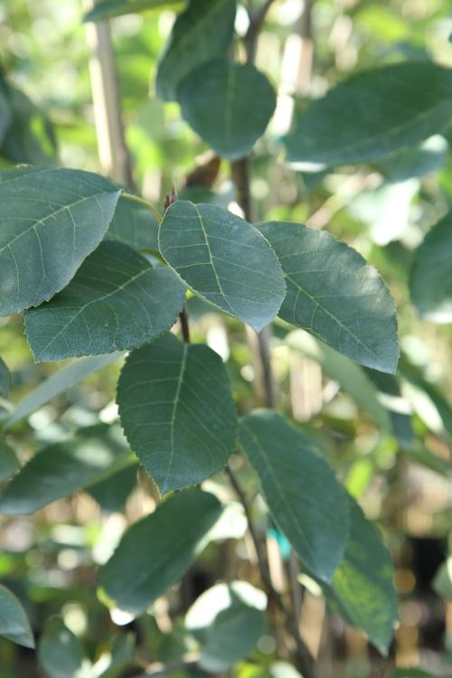 Amelanchier laevis (Alleghany Serviceberry) 