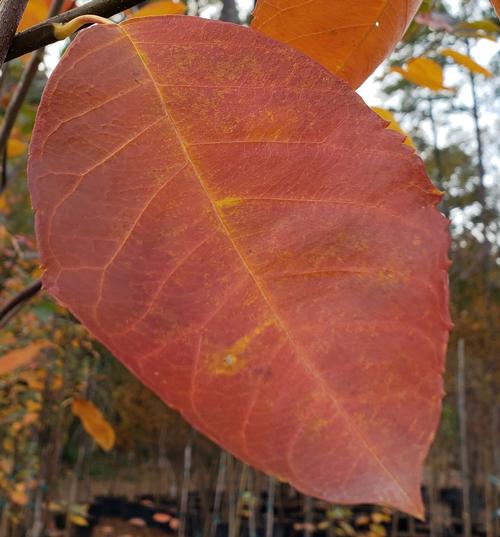 Amelanchier x grandiflora 'Autumn Brilliance' fall color