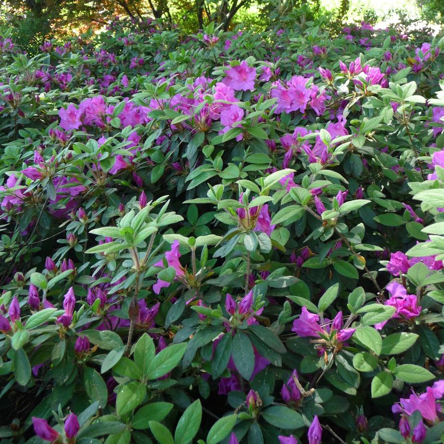 Azalea Encore® 'Autumn Royalty®'