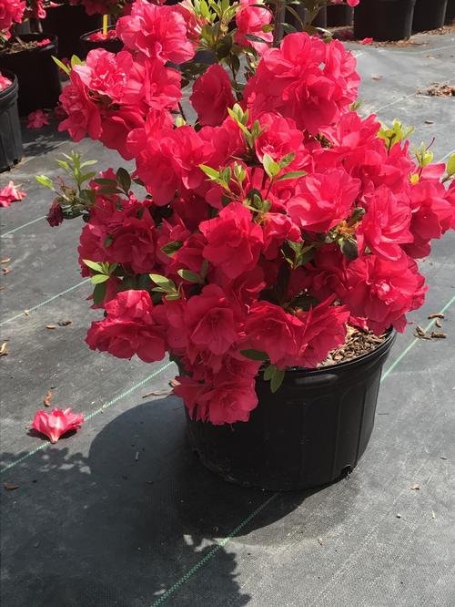 girard's christina azalea azalea girard's christina from