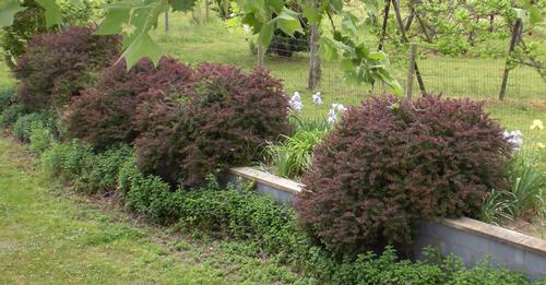 Berberis thunbergii 'Crimson Pygmy' (Crimson Pygmy Barberry)