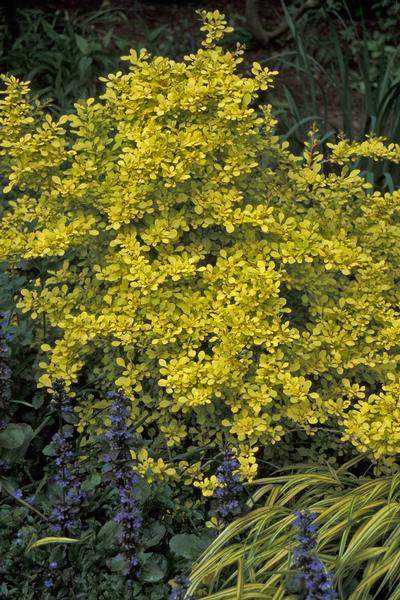 Berberis thunbergii 'Aurea' (Golden Barberry)