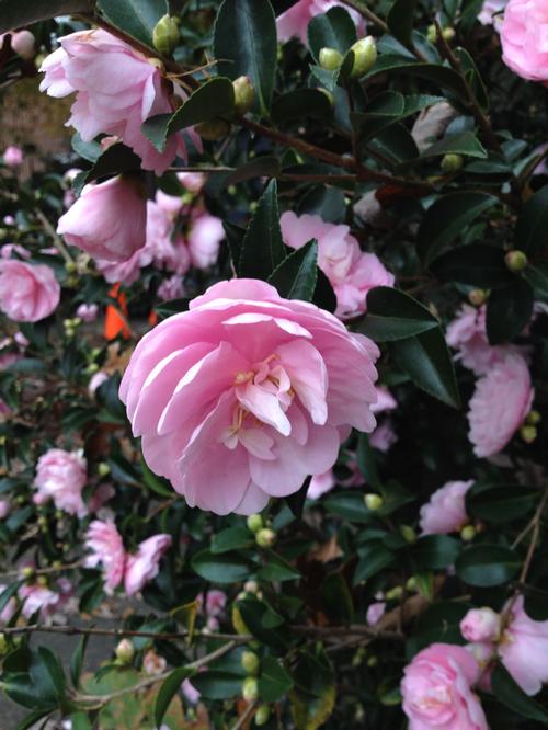 Camellia sasanqua 'Shishigashira' (Shishigashira Sasanqua)