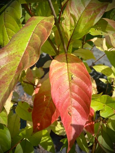 Cephalanthus occidentalis 'Sputnik' - Sputnik Buttonbush from Taylor's Nursery