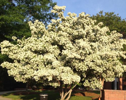 Chionanthus retusus (Chinese Fringe Tree)