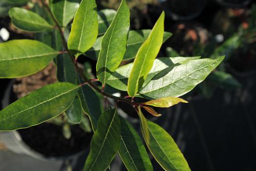 Chionanthus virginicus (Native Fringe Tree)