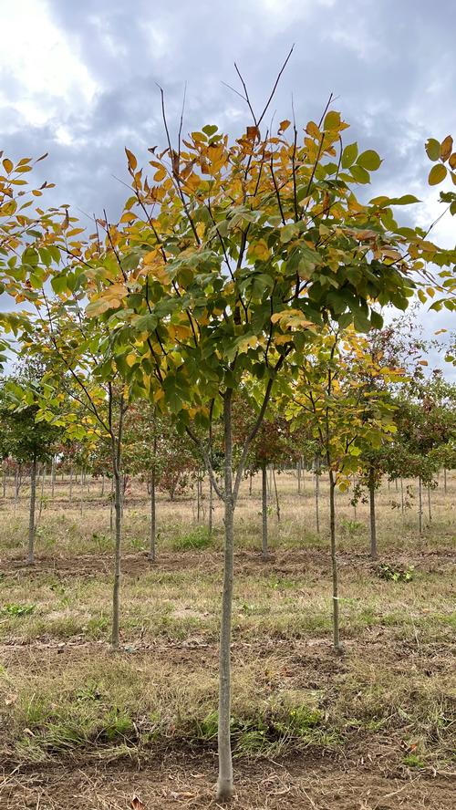 Cladrastis kentukea - American Yellowwood from Taylor's Nursery