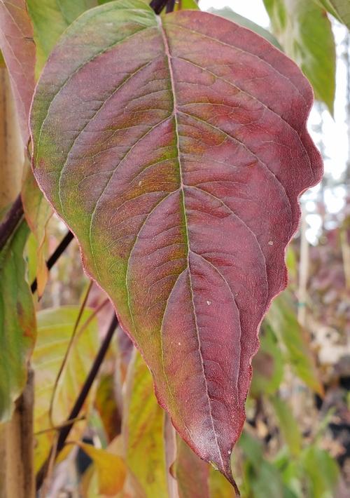 Cornus florida 'Cherokee Princess' fall color