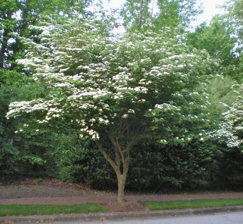 Cornus kousa (Chinese Dogwood)