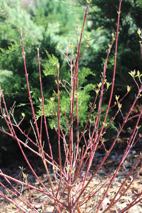 Cornus sericea 'Bailey' (Bailey Red Twig Dogwood)