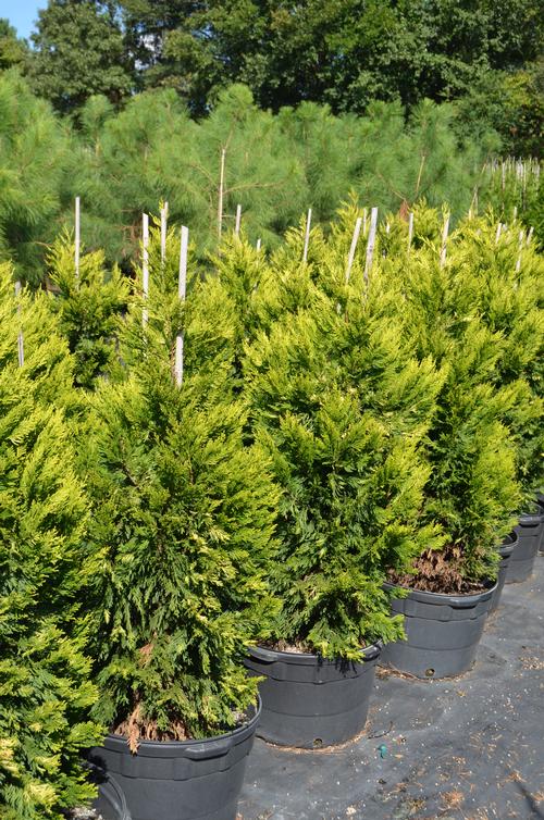 Gold Rider Leyland Cypress Callitropsis x leylandii Gold Rider from Taylor's Nursery