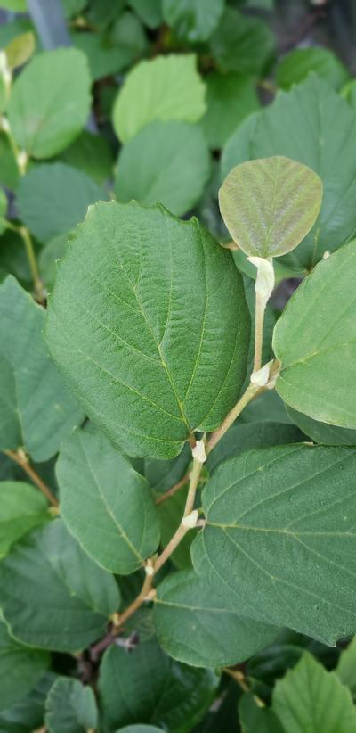 Fothergilla major 'Mt. Airy' - Mt. Airy Fothergilla from Taylor's Nursery