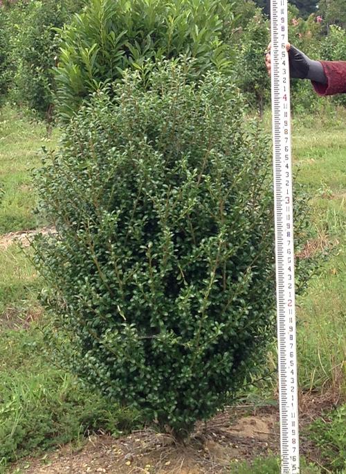 Chesapeake Japanese Holly Ilex crenata Chesapeake from 
