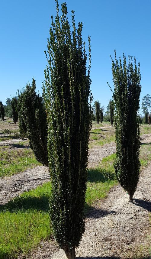 Field grown Ilex crenata 'Sky Pencil'