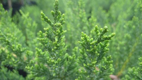 Juniperus davurica 'Parsoni' (Parsons Juniper)
