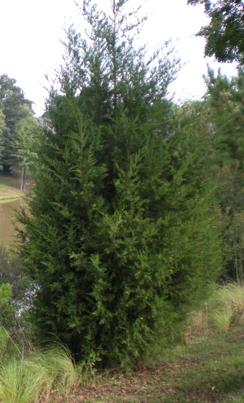 Juniperus virginiana (Eastern Red Cedar)