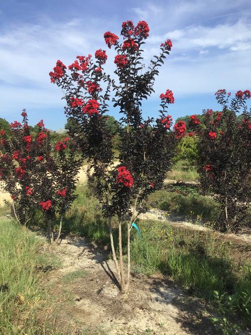 Lagerstroemia Black Diamond™ 'Best Red'