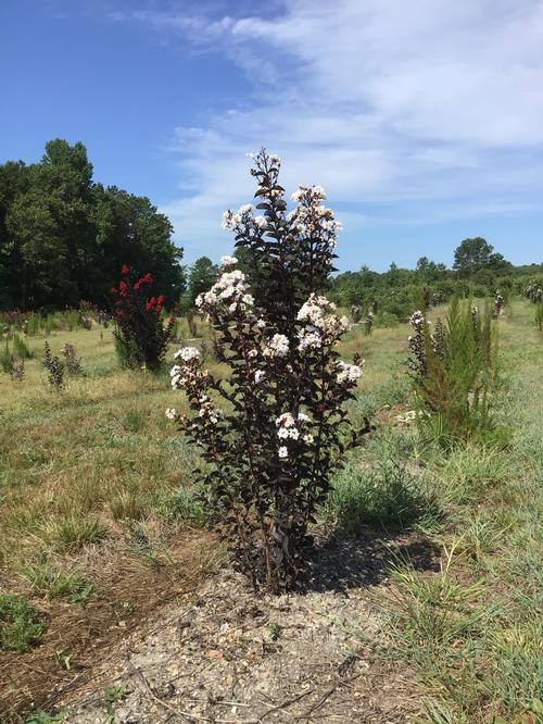 Lagerstroemia Black Diamond™ Black Diamond 'Pure White' - Pure White Crape Myrtle from Taylor's Nursery