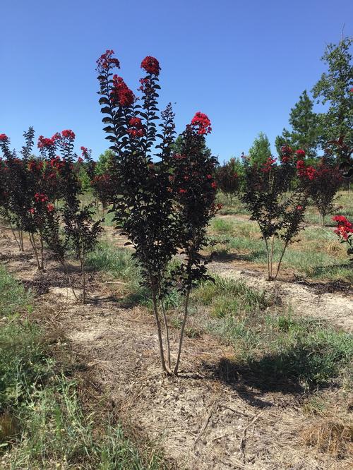 Lagerstroemia Black Diamond™ 'Red Hot' (Red Hot Crape Myrtle)