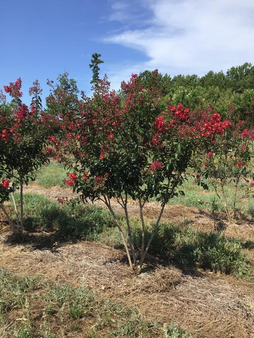 Lagerstroemia 'Arapaho' (Arapaho Crape Myrtle)