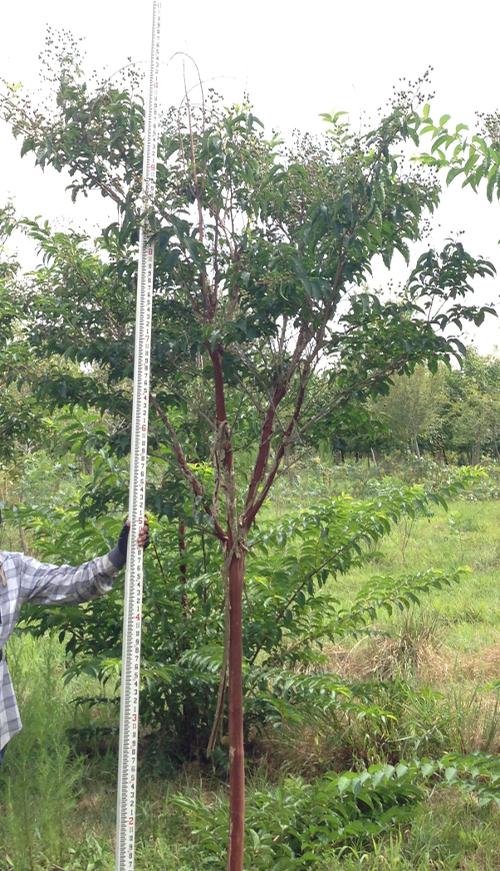 Lagerstroemia indica x fauriei 'Fantasy' (Fantasy Crape Myrtle)