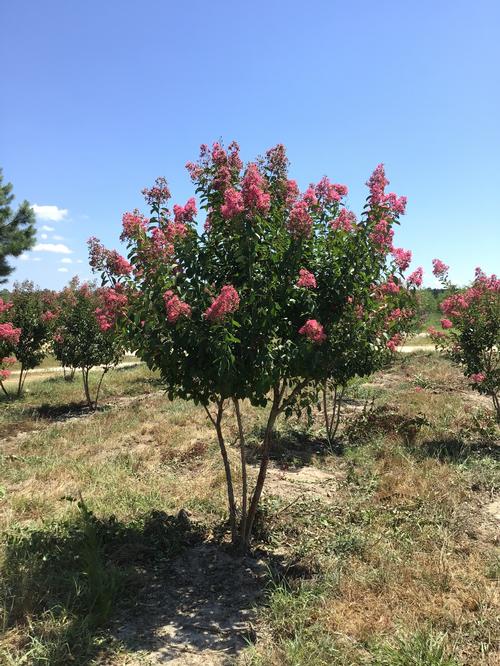 Lagerstroemia 'Miami' - Miami Crape Myrtle from Taylor's Nursery