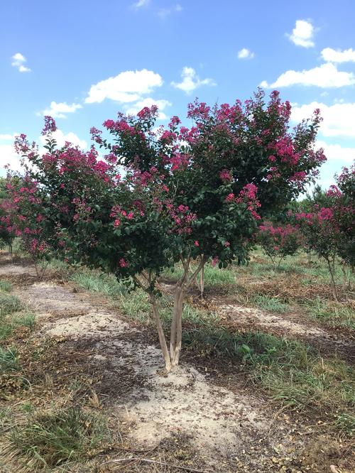 Lagerstroemia indica x fauriei 'Tonto' (Tonto Crape Myrtle)