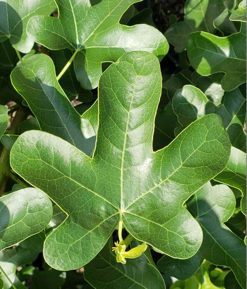 Liquidambar styraciflua 'Rotundiloba' (Fruitless Sweet Gum)