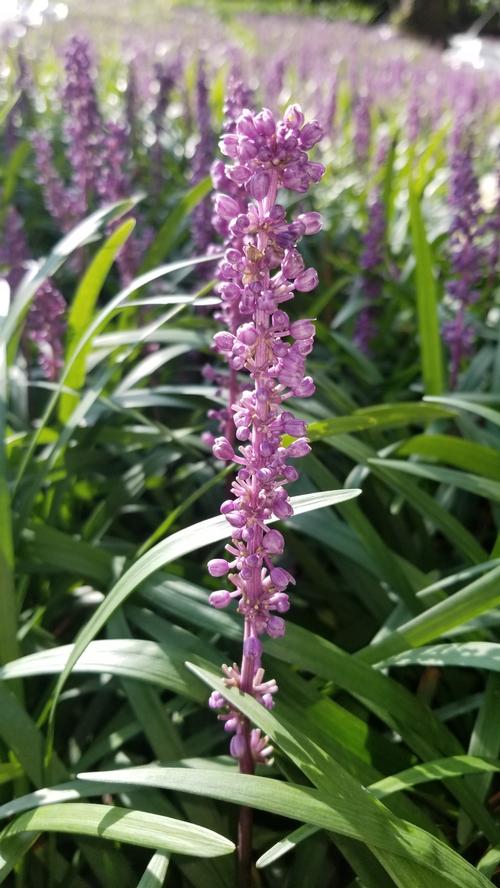 Liriope muscari 'Royal Purple' (Royal Purple Liriope)