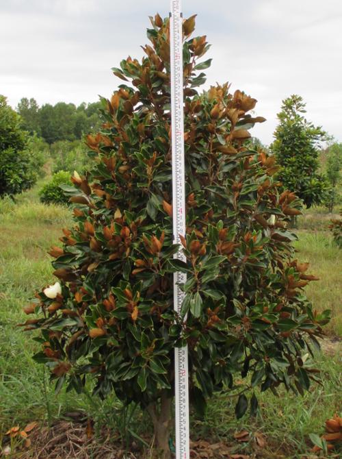 Magnolia grandiflora 'Little Gem' (Little Gem Magnolia)