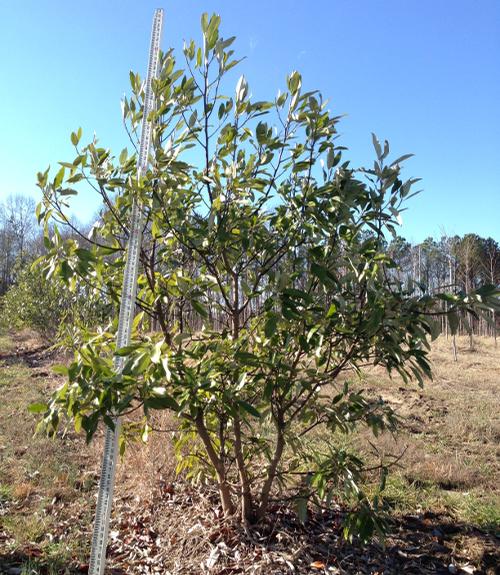 Magnolia virginiana 'Australis' (Sweet Bay Magnolia)