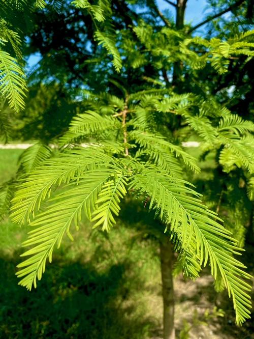 Metasequoia glyptostroboides 'Dawn' - Dawn Redwood from Taylor's Nursery