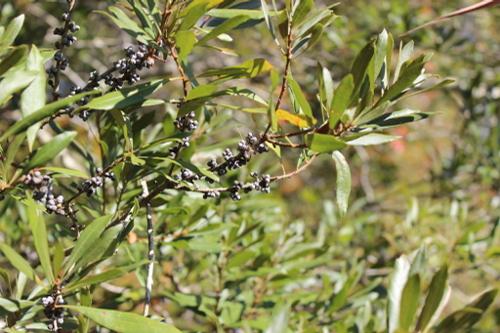 Myrica cerifera (Wax Myrtle)