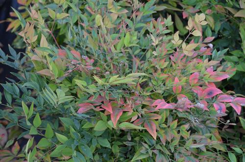 Nandina domestica 'Gulf Stream' (Gulf Stream Nandina)